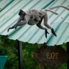 Hulman stribrny - Trachypithecus cristatus - Silvered leaf monkey or Silvery langur o8943